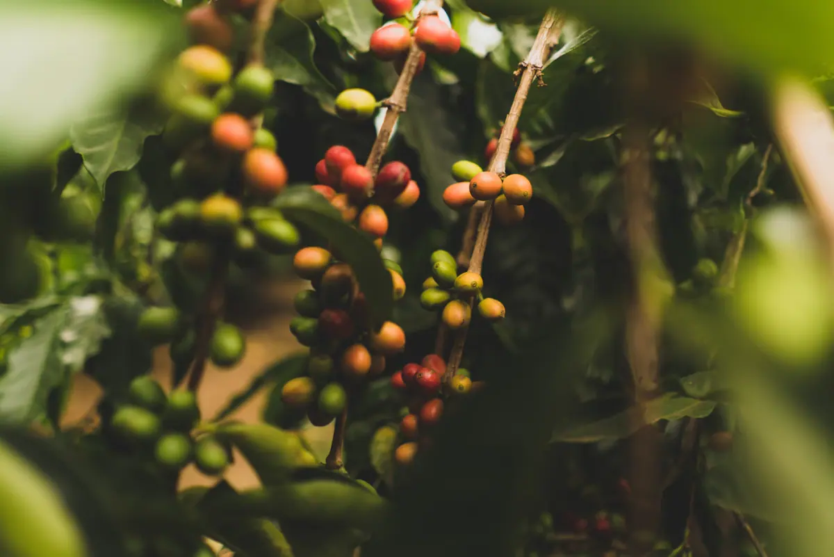 Ripening coffee cherries growing on a coffee plant