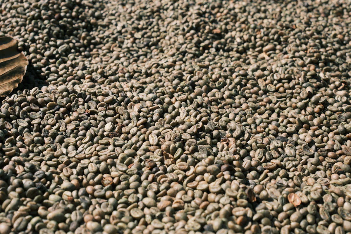Green coffee beans drying in the sun